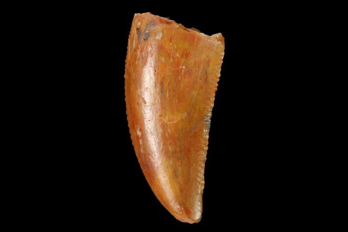 Serrated, Raptor Tooth - Real Dinosaur Tooth #163852